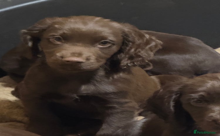Cocker Spaniel dogs - Advert 7