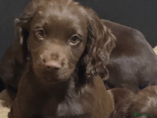 Cocker Spaniel dogs - Advert 33