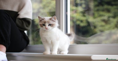 Ragdoll cats - Advert 13