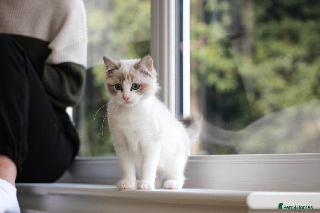 Ragdoll cats for sale: Beautiful Loving Ragdoll Kitten - Lola 🐾🩷 - Image 3