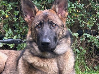 German Shepherd dogs Beautiful big German shepherd looking for a home - Advert 2