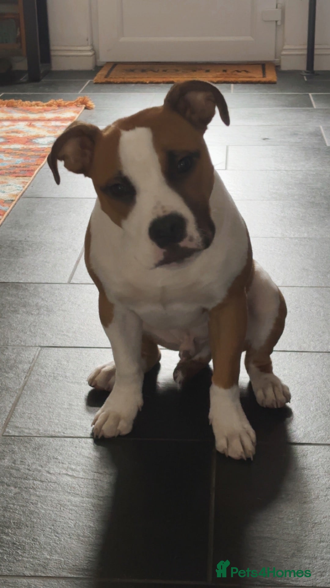 American Bulldog dogs American Bulldog 6 months old  - Advert 2
