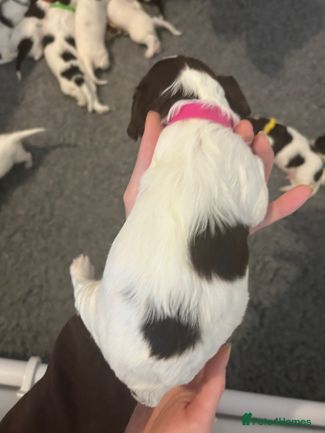 English Springer Spaniel dogs for sale: Adorable Springer Spaniel Puppies - Image 32