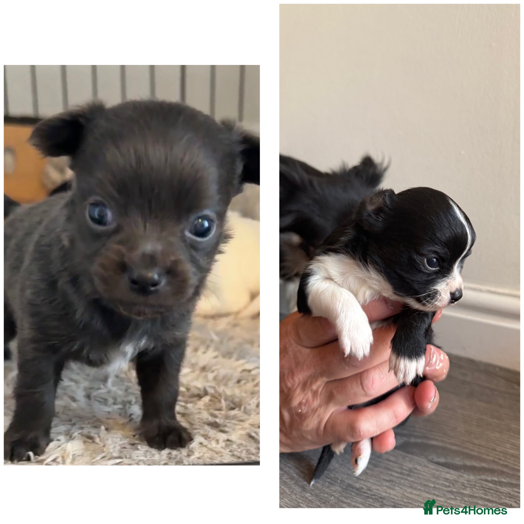 Chihuahua dogs Long haired chihuahua puppies - Advert 2