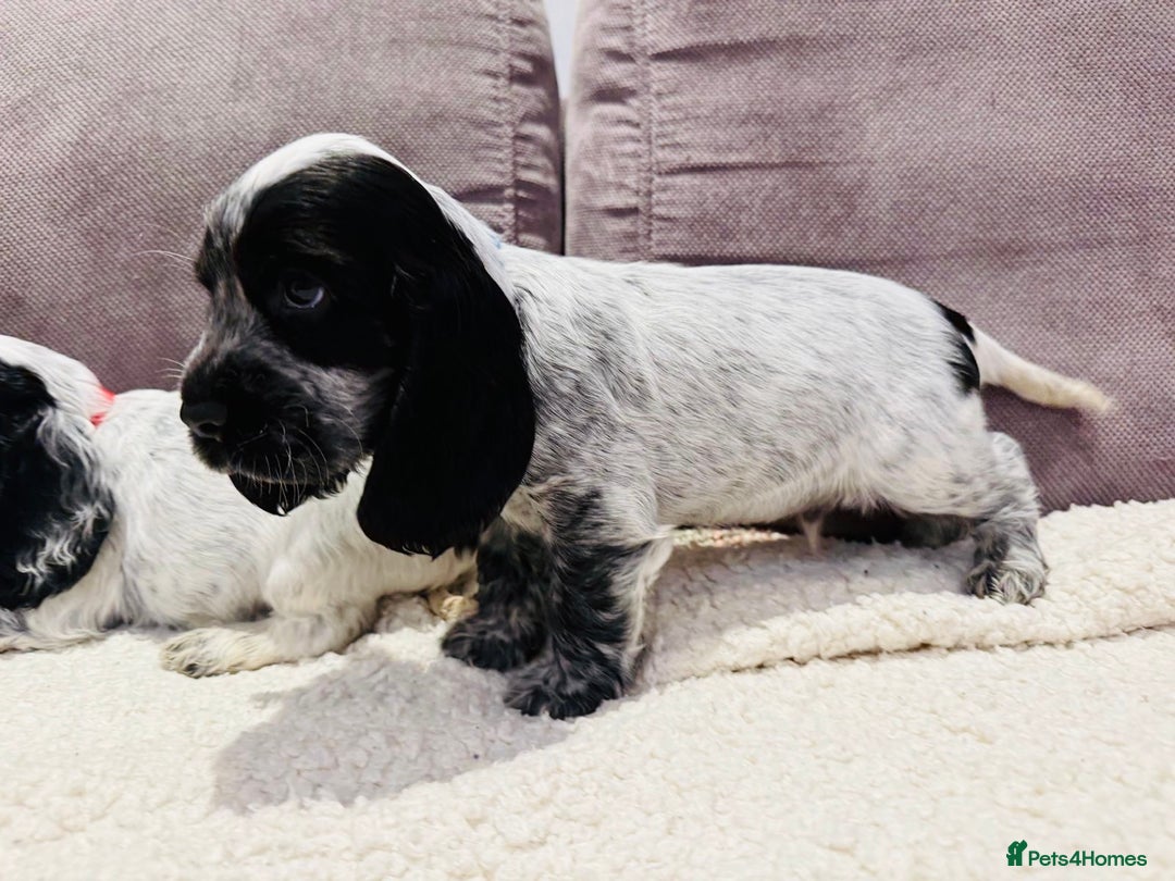 Cocker Spaniel dogs for sale: Beautiful English Cocker Spaniel Girl  - Advert 10