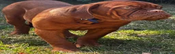 Dogue De Bordeaux dogs for sale: Amazing show quality puppies available ! - Advert 1