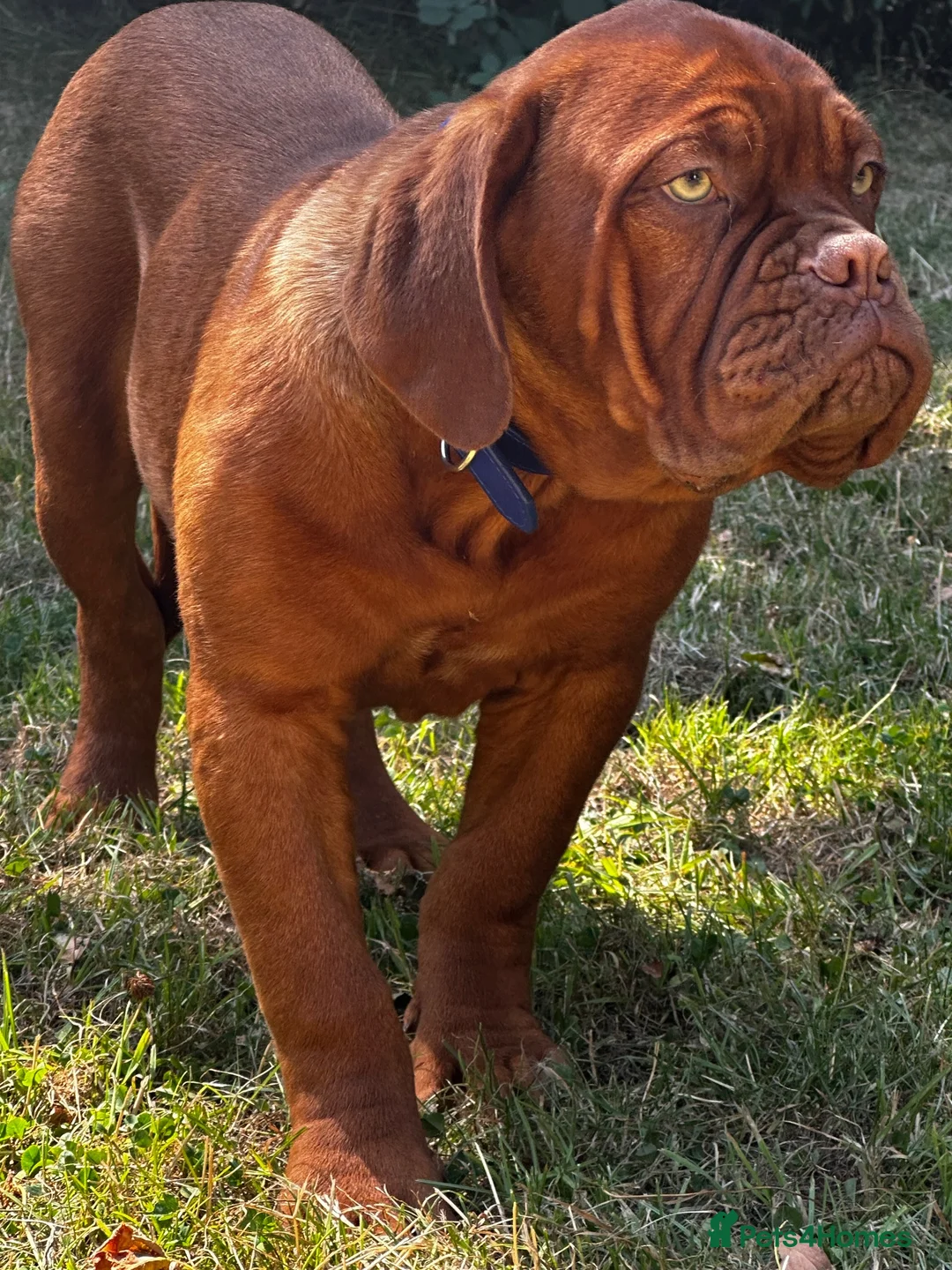 Dogue De Bordeaux dogs for sale: Amazing show quality puppies available ! - Advert 1