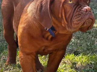 Dogue De Bordeaux dogs Amazing show quality puppies available ! - Advert 3