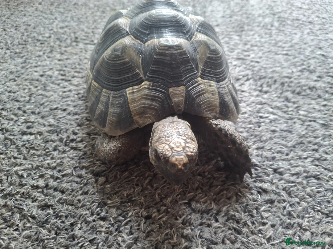 Hermann Tortoise reptiles for sale: Med. Spurthigh tortoises for sale - Advert 3