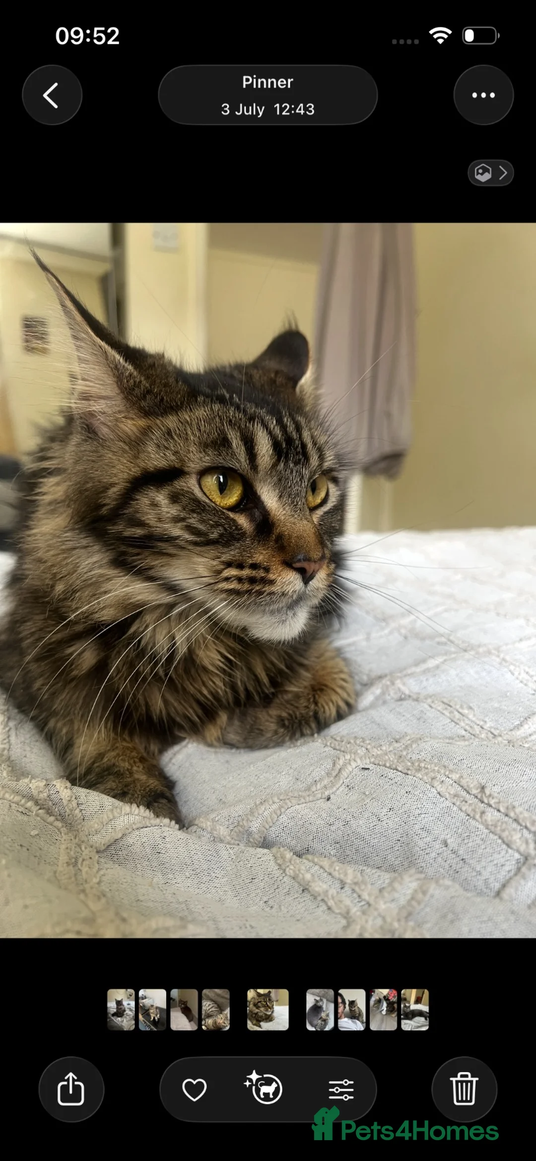 Maine Coon cats for sale: Maine coon chocolate tabby  - Advert 2