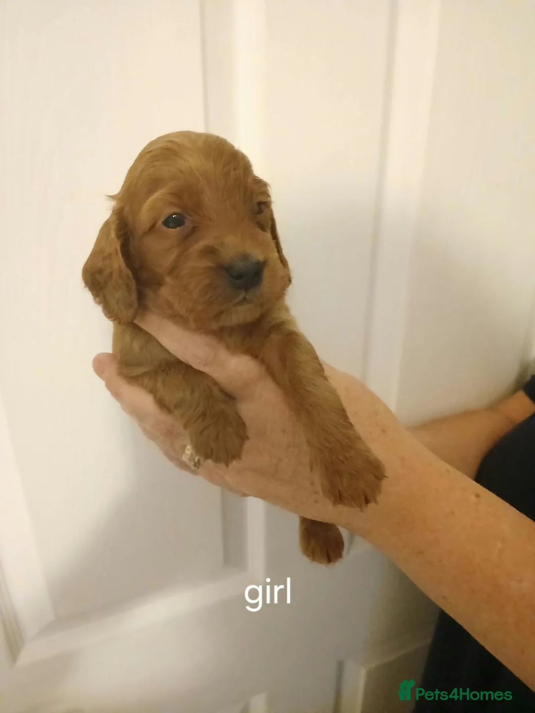Cockapoo dogs for sale: Beautiful cockapoo puppies  in Hereford - Advert 2