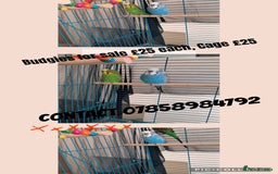 Budgerigars birds for sale: Budgies  - Image 6