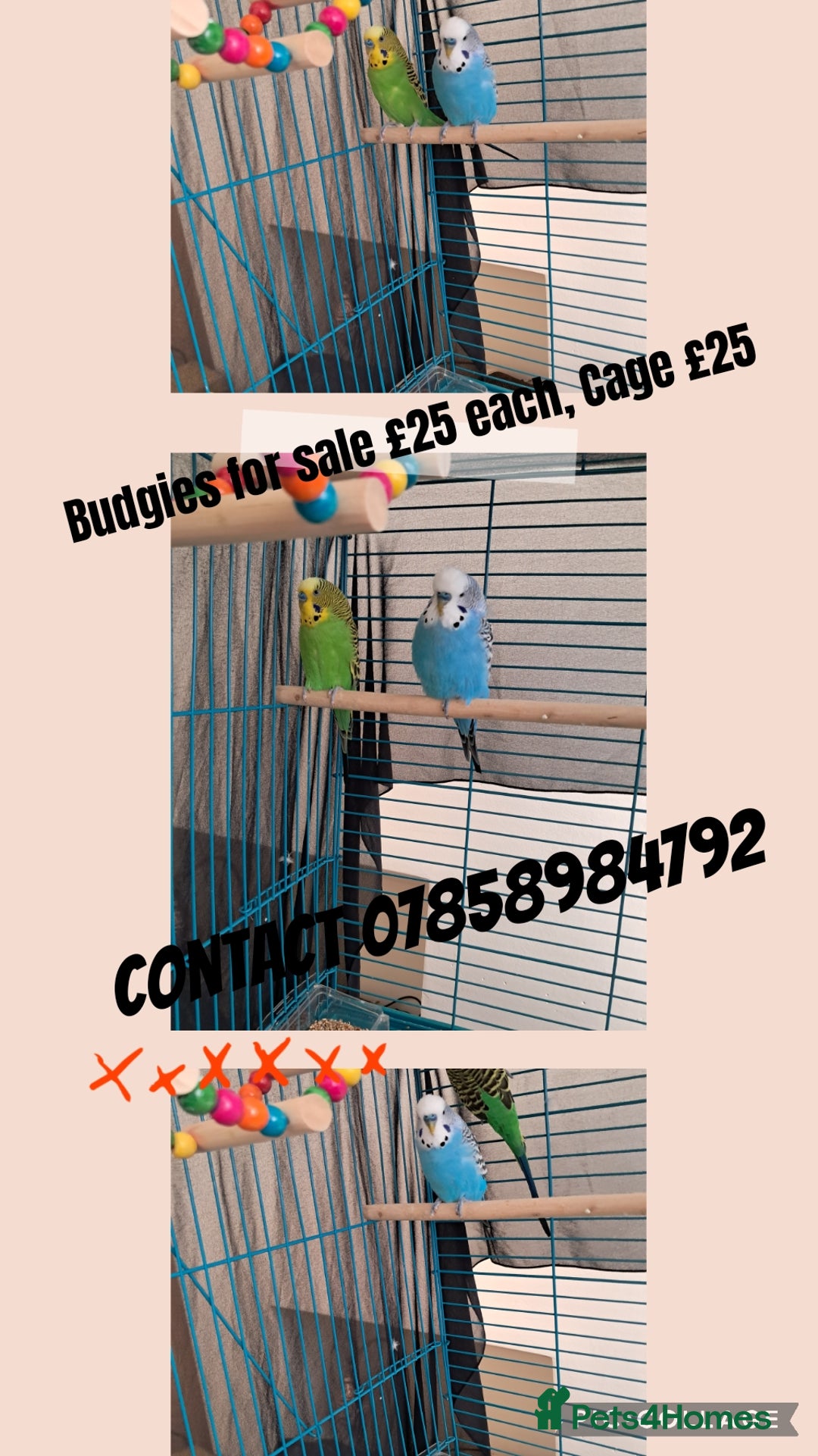 Budgerigars birds for sale: Budgies  - Image 6