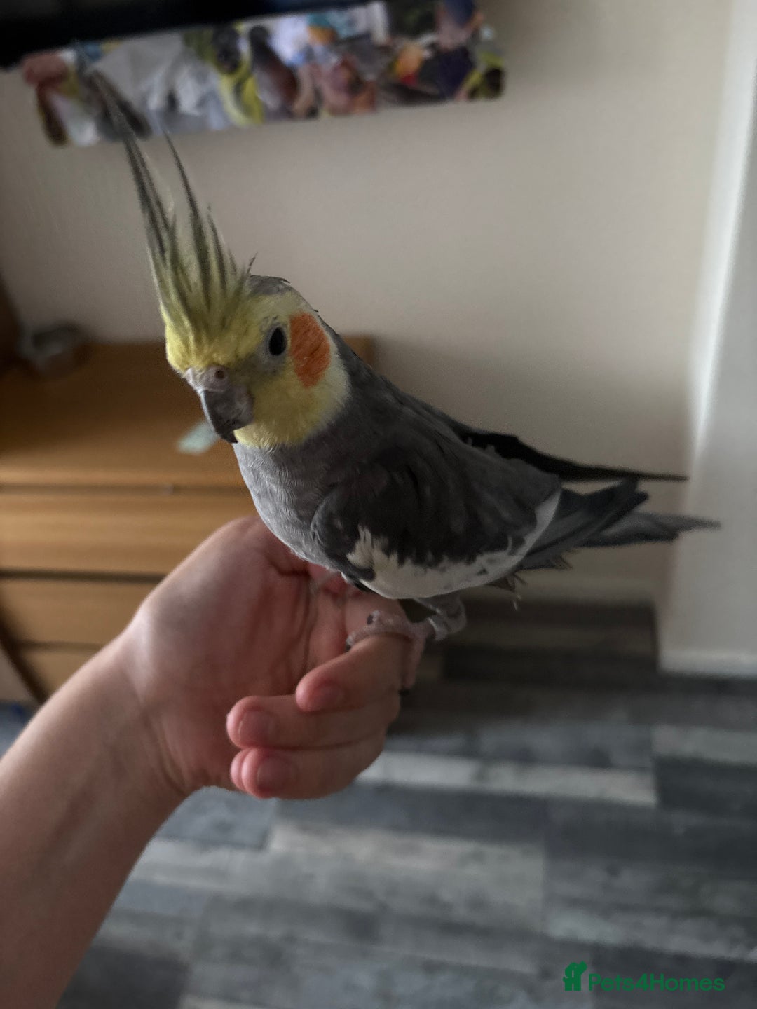 Cockatiels birds for sale: Cockatiel couple with cage and accessories  - Image 12
