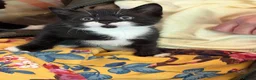 Mixed Breed cats for sale: Kittens from loving country cottage home - Advert 11