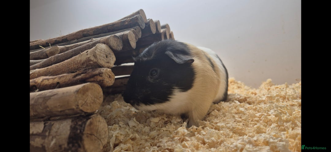 Guinea Pig rodents for sale: Mr Bean - Advert 3