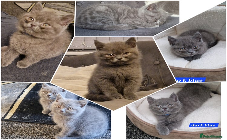 British Shorthair cats - Advert 1
