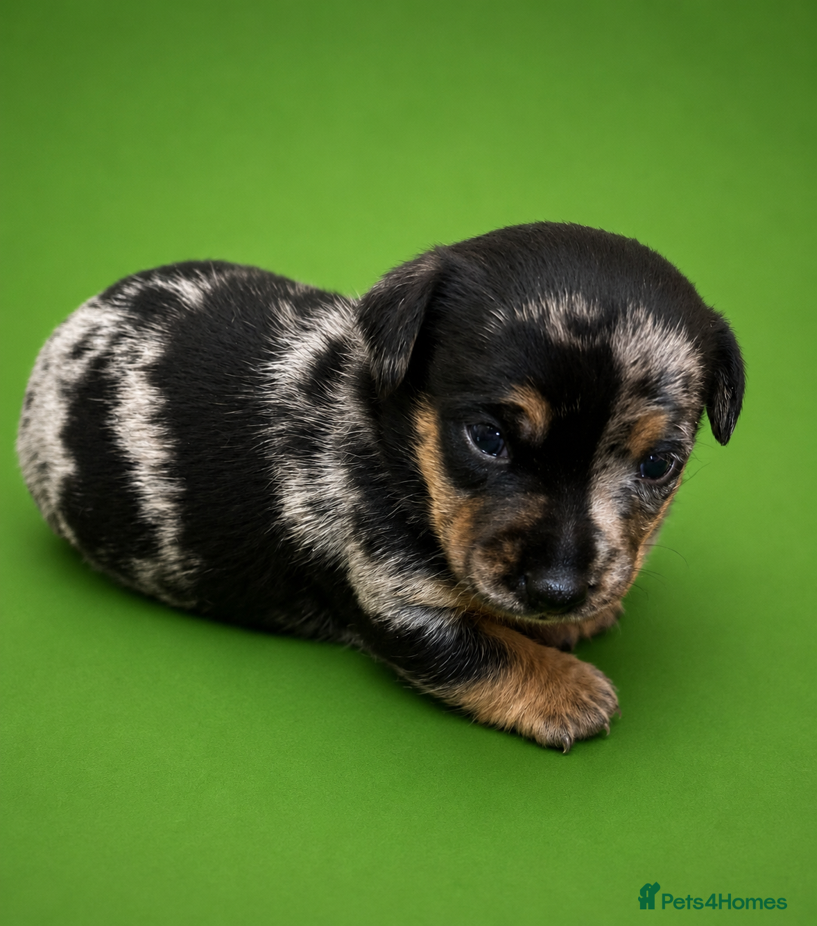 Jack Russell dogs 🐾1 Merle Jack Russell Girl & 1 black & tan boy  - Advert 11