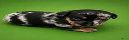 Jack Russell dogs for sale: 🐾1 Merle Jack Russell Girl & 1 black & tan boy  - Advert 6