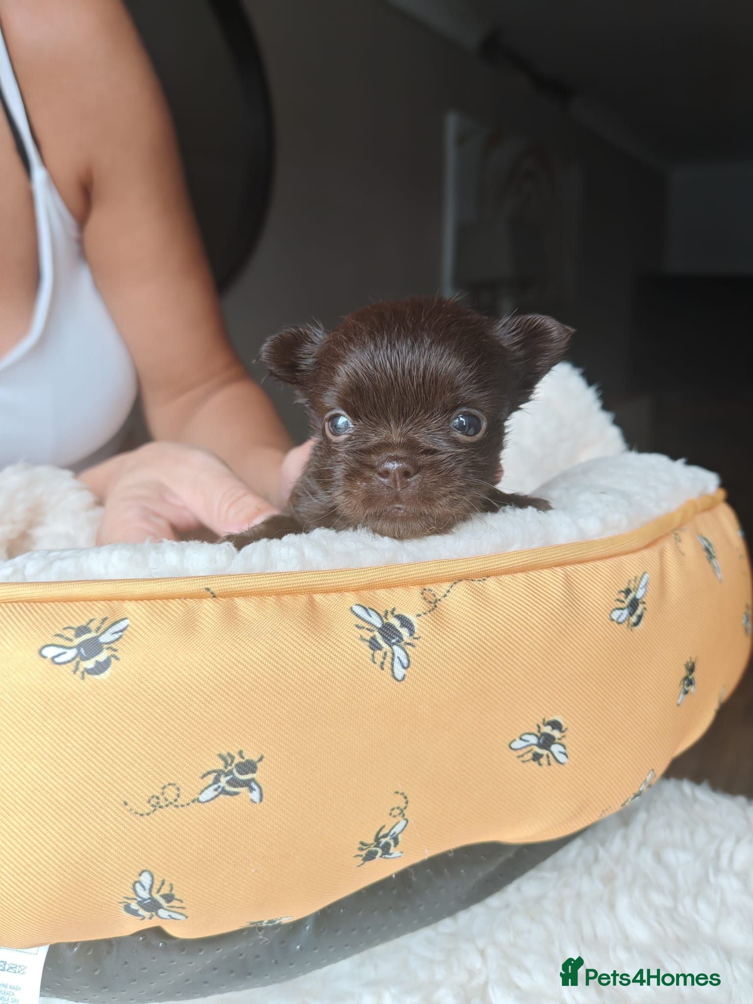 Mixed Breed dogs Fluffy French Bulldog cross Affenpinscher Shih Tzu - Advert 1