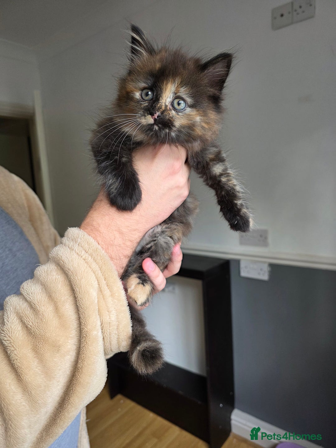 Mixed Breed cats for sale: Lovely long-hair kitten - Image 5