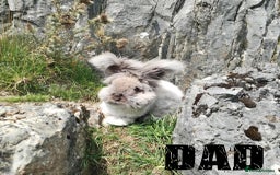 Angora rabbits for sale: Pure Breed Full Face Angora Kits - Image 11