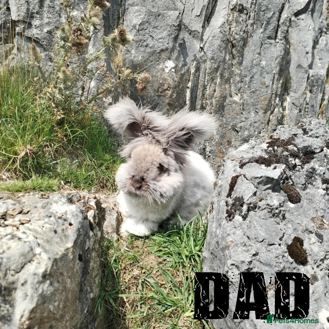 Angora rabbits for sale: Pure Breed Full Face Angora Kits - Image 11