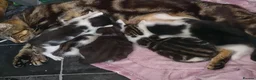 Mixed Breed cats for sale: Kittens for sale  in Boston - Advert 1
