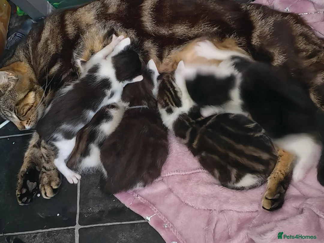 Mixed Breed cats for sale: Kittens for sale  in Boston - Advert 1