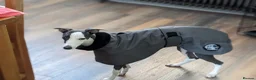 Whippet dogs for sale: Looking for a home for Ada - Advert 4