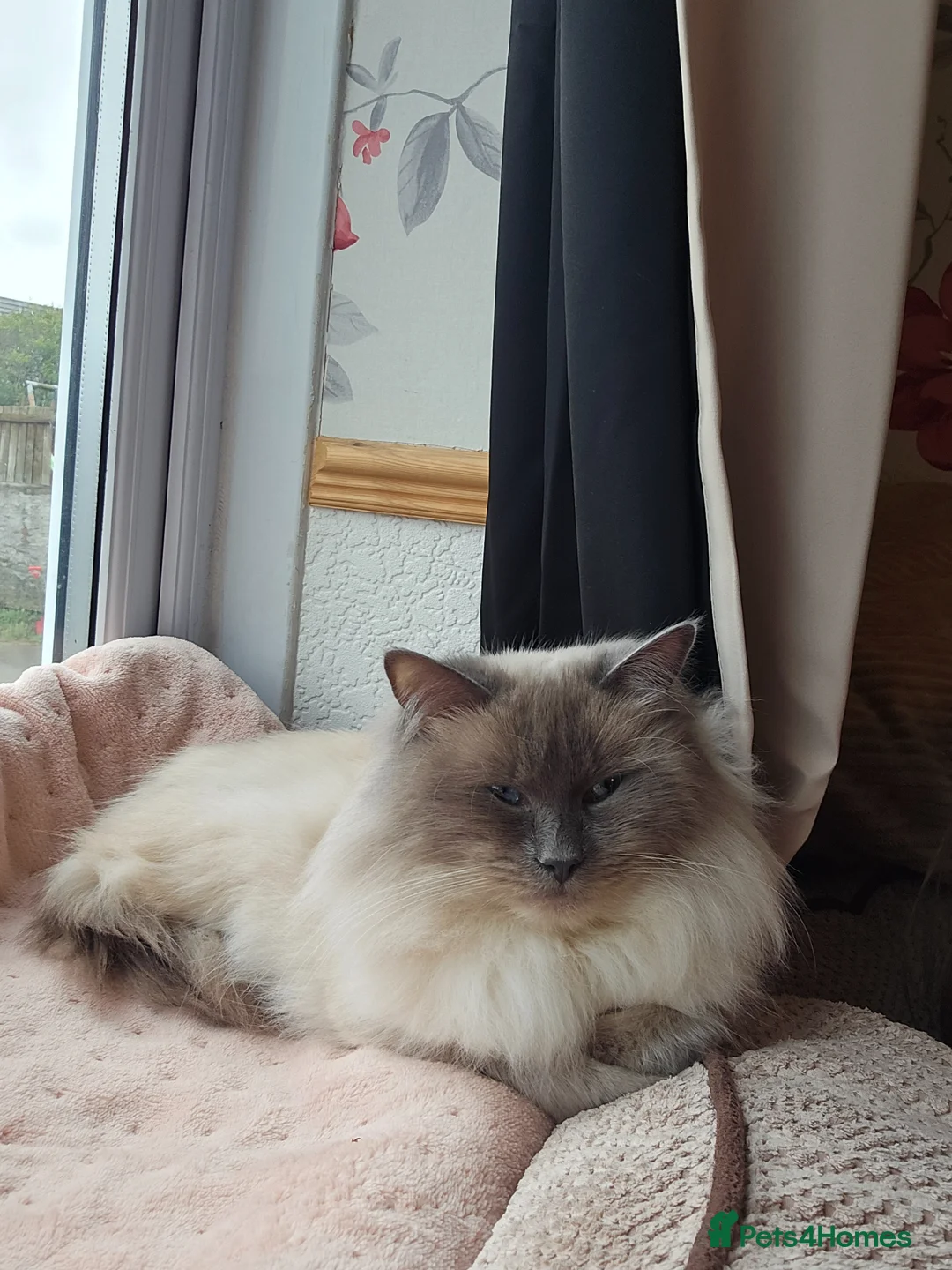 Ragdoll cats for sale: Reuben  - Advert 2
