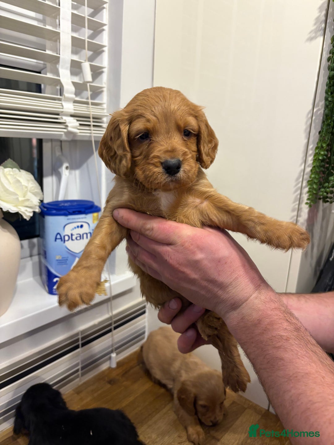 Cocker Spaniel dogs for sale: Working Cocker Spaniel pups - Advert 11