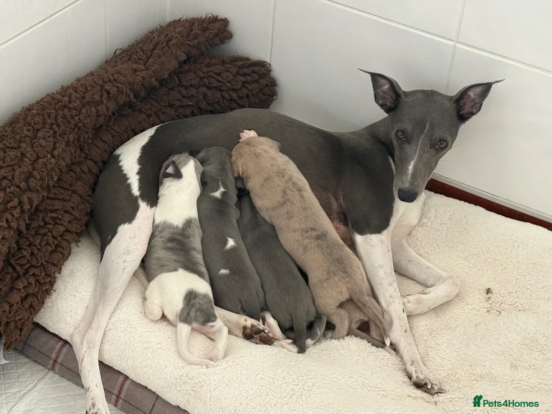 Whippet dogs for sale: Exceptional bred whippets for sale  in Stafford - Advert 2