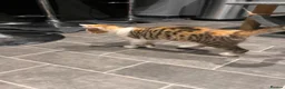 Mixed Breed cats for sale: Ginger male and calico female - Advert 8