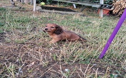 Miniature Dachshund dogs for sale: 3 Cute Longhaired Mini Dachshunds Pedigree - Image 10