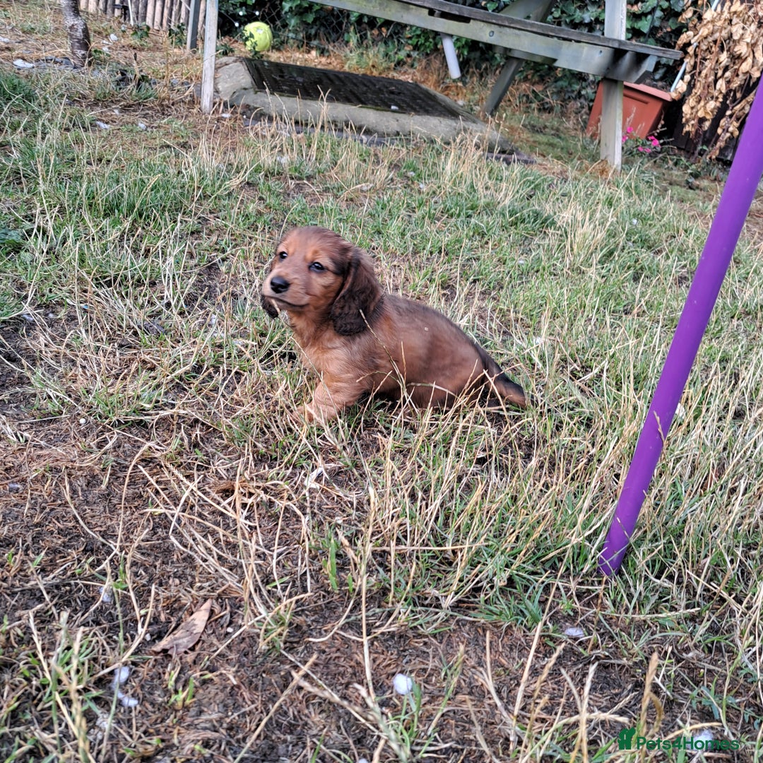 Miniature Dachshund dogs for sale: 3 Cute Longhaired Mini Dachshunds Pedigree - Image 10
