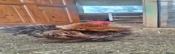 Chickens poultry for sale: Serama x frizzles Cockerells  - Advert 5