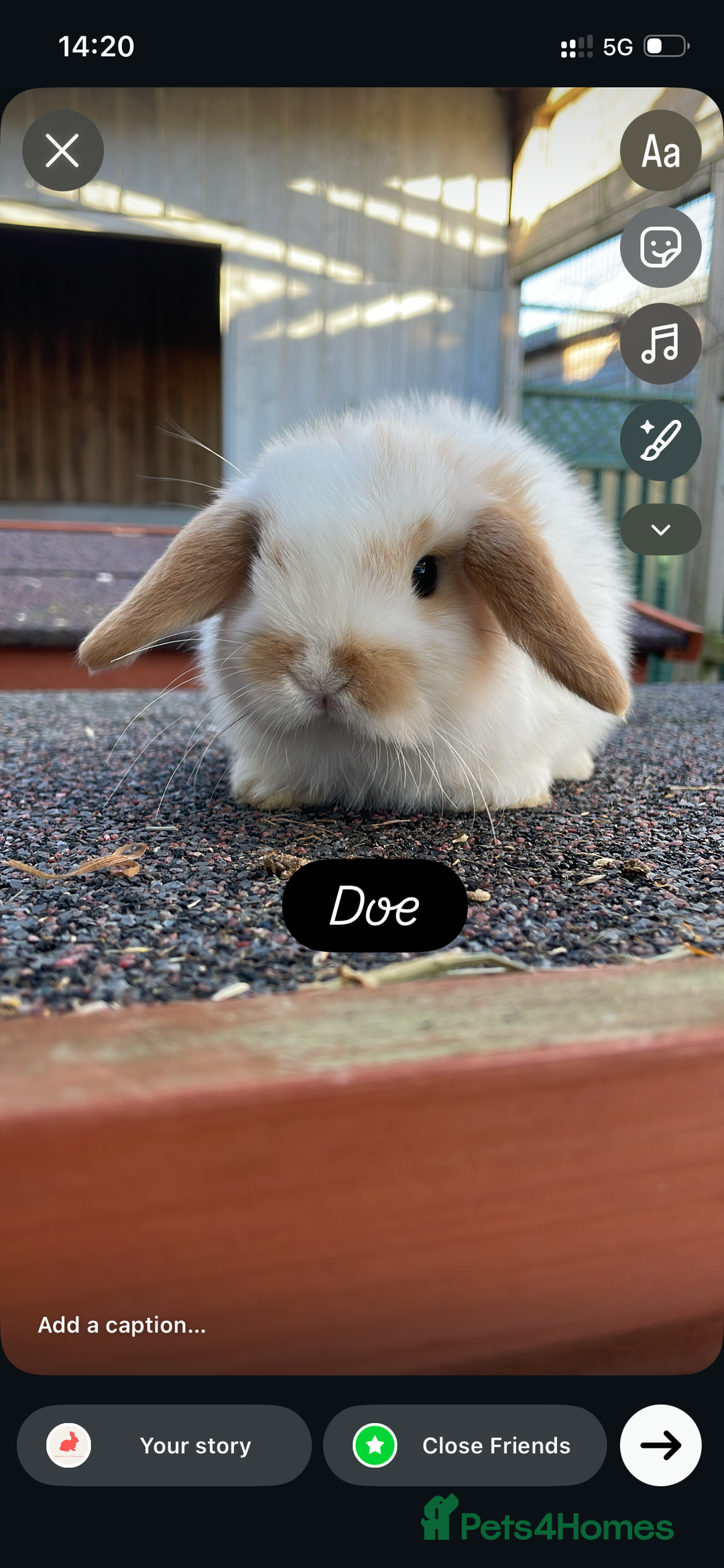 Mini Lop rabbits for sale: Beautiful mini lops looking for their forever home - Advert 1