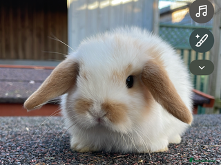 Mini Lop rabbits Beautiful mini lops looking for their forever home - Advert 7
