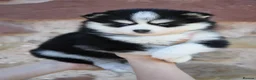 Pomsky dogs for sale: F4 Genuine Pomskies from health tested parents - Advert 33