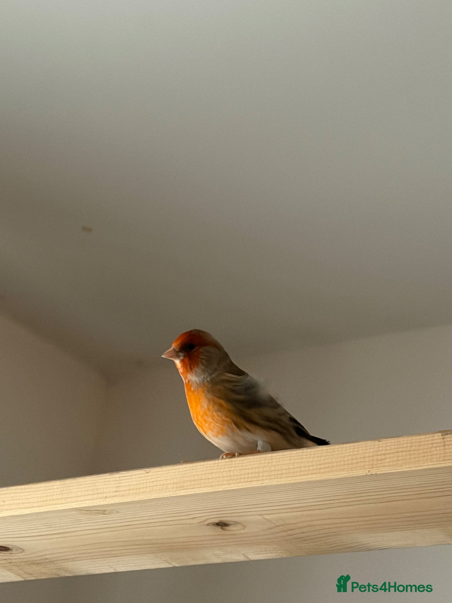 Finches birds Cock mule  - Advert 3