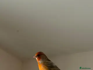 Finches birds Cock mule - Advert 3