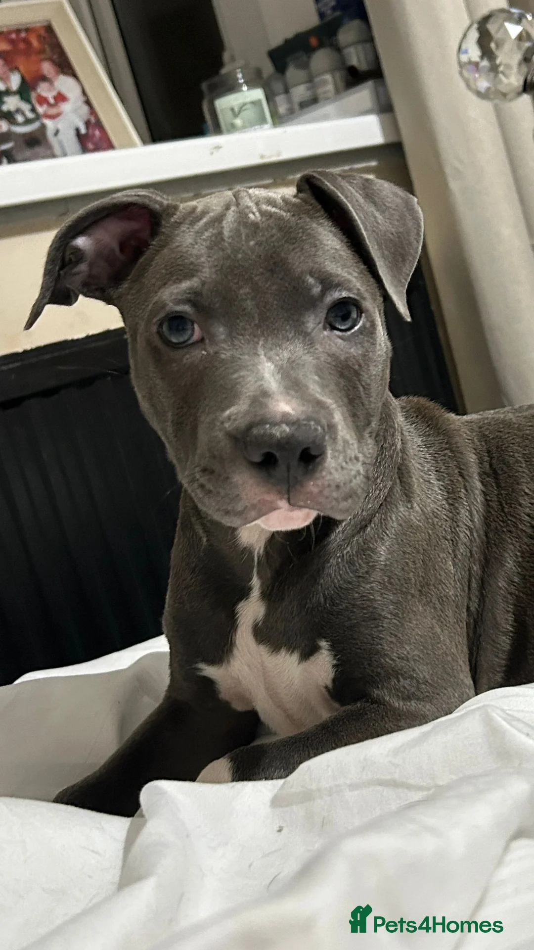 Mixed Breed dogs for sale: Staffy X Rhodesian Ridgeback  - Advert 2