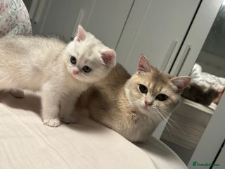 British Shorthair cats STUNNING GCCF BRITISH SHORTHAIR😍😍 - Advert 3