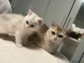 British Shorthair cats STUNNING GCCF BRITISH SHORTHAIR😍😍 - Advert 7