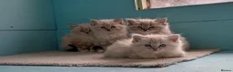 Ragdoll cats for sale: Beautiful Ragdoll Kittens in Bo'ness - Advert 4