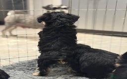 Schnoodle dogs for sale: Stunning Schnoodles, heath tested  - Image 30