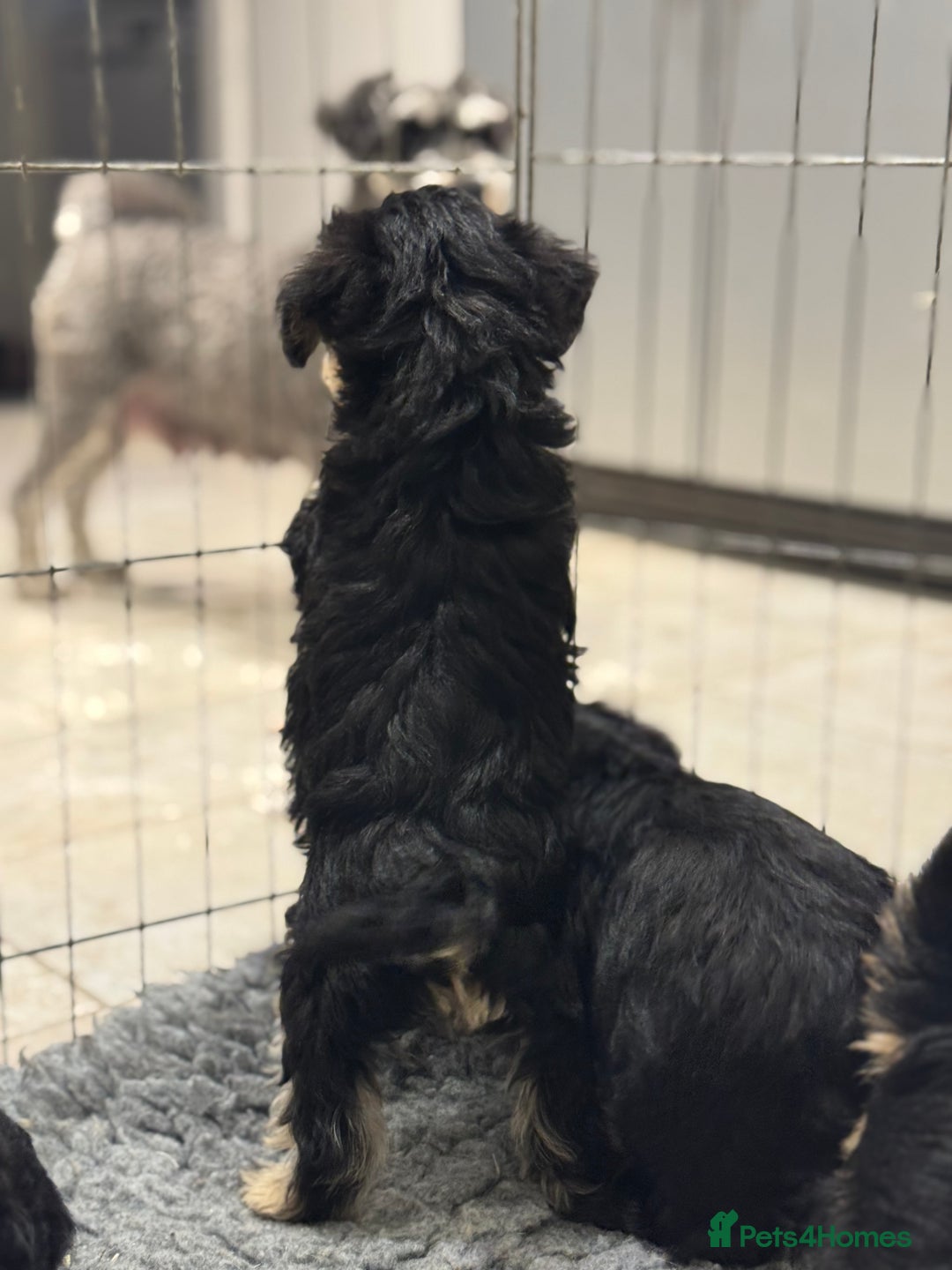 Schnoodle dogs for sale: Stunning Schnoodles, heath tested  - Image 30