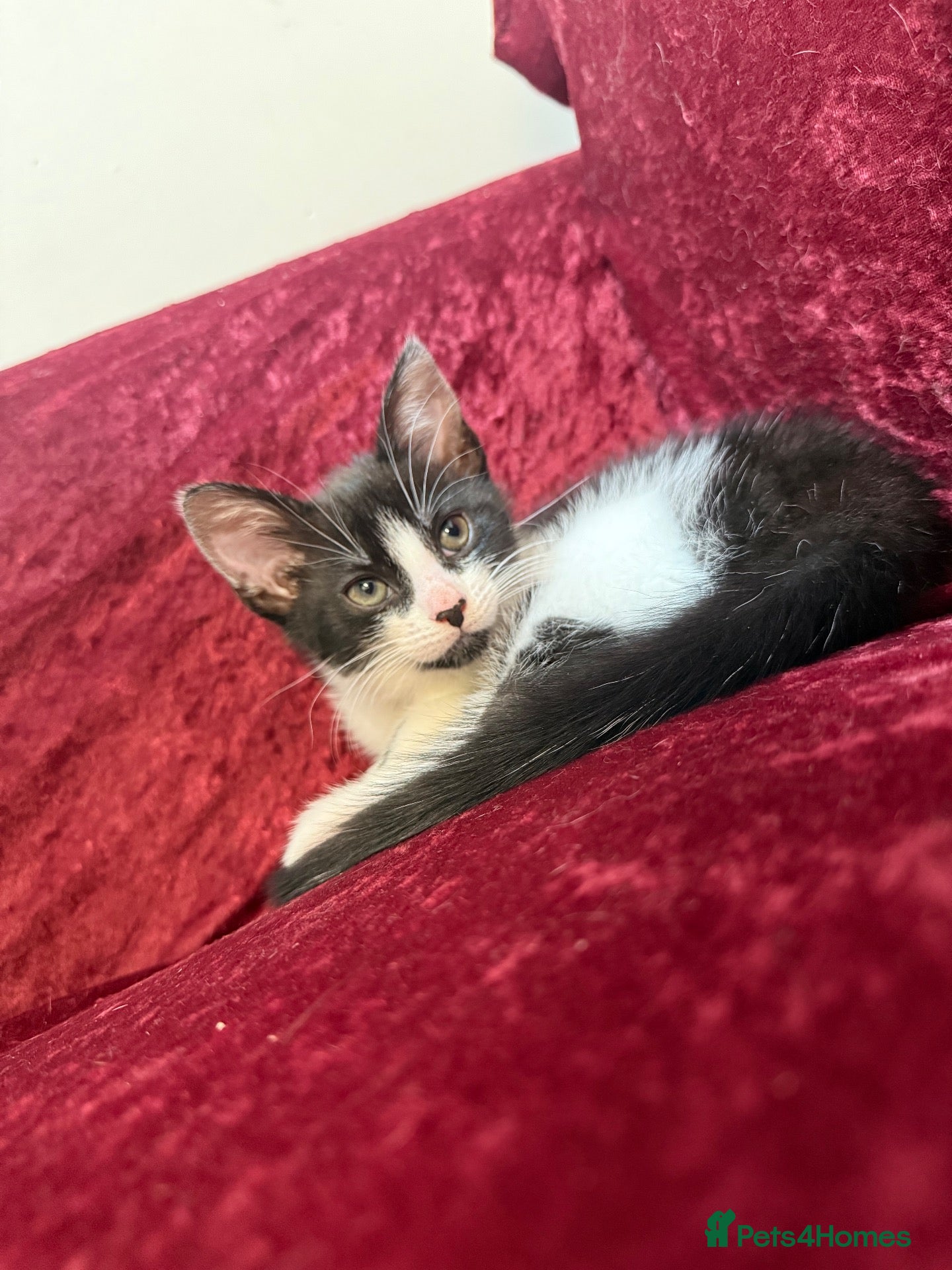 Mixed Breed cats for sale: ⭐️ 1 TUXEDO FEMALE Kitten Left⭐️ - Advert 15