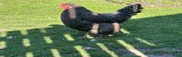 Chickens poultry for sale: Cuckoo maran friendly hen in Rotherham - Advert 2